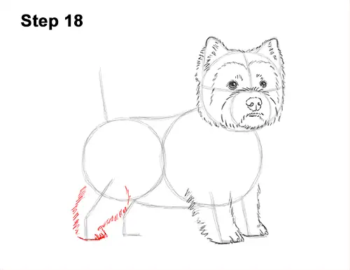 How to Draw a West Highland White Terrier Puppy Dog 18