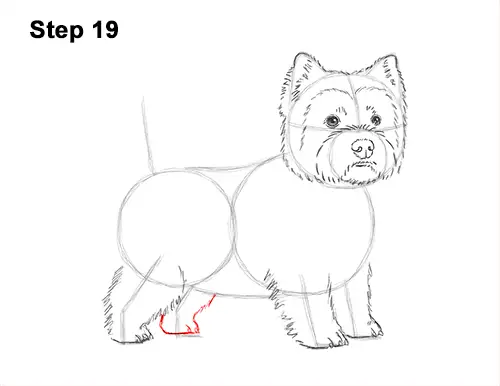 How to Draw a West Highland White Terrier Puppy Dog 19