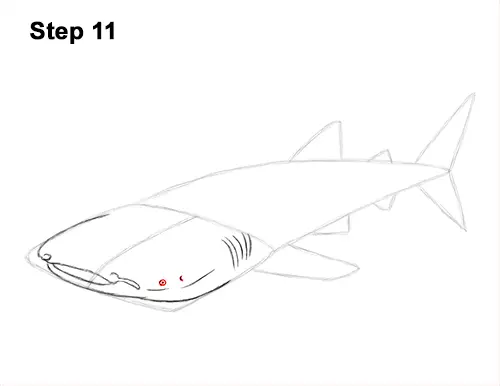 How to Draw a Whale Shark VIDEO & Step-by-Step Pictures