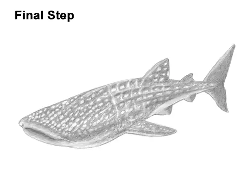 How to Draw a Whale Shark VIDEO & Step-by-Step Pictures