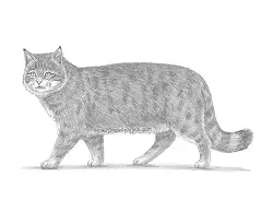 How to Draw a European Wildcat Cat Side View