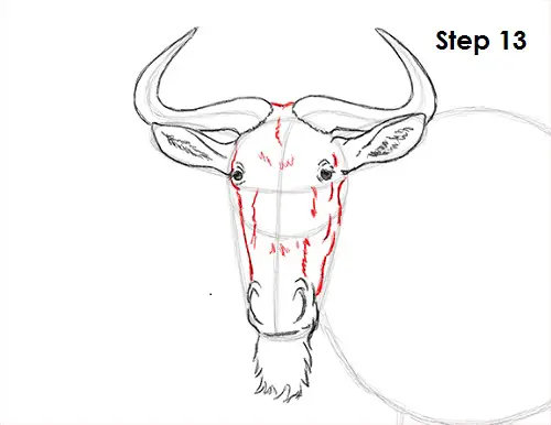 How To Draw A Wildebeest Draw Wildebeest 13