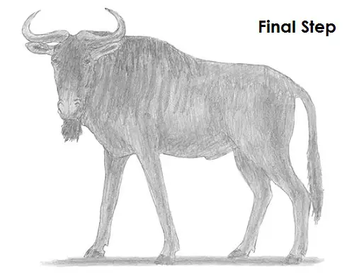 How To Draw A Wildebeest Draw Wildebeest Last