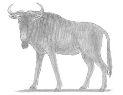 How to Draw a Wildebeest