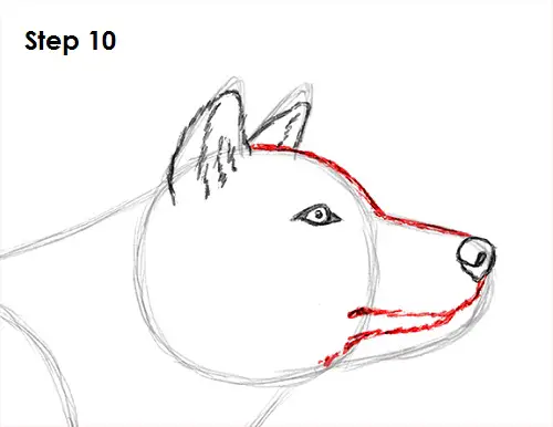 How to Draw a Wolf