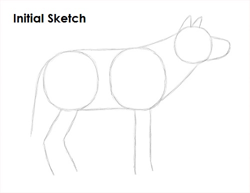 How to Draw a Wolf