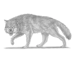 How to draw a Growling Wolf