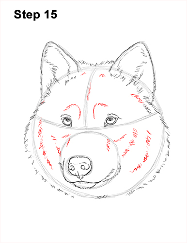 How to Draw a Wolf (Head Detail) VIDEO & Step-by-Step Pictures