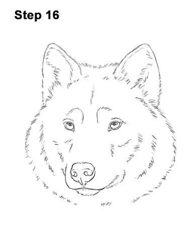 How to Draw a Wolf (Head Detail) VIDEO & Step-by-Step Pictures