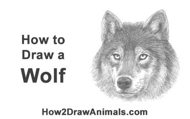 how to draw wolf head step by step