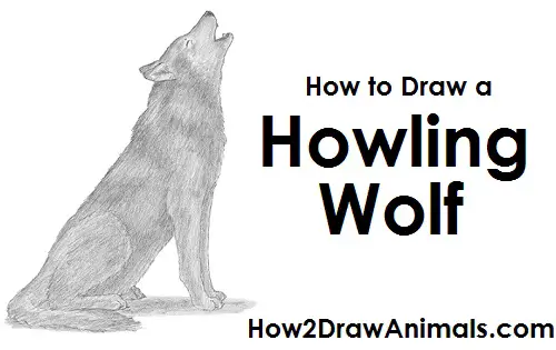 How To Draw A Wolf Howling