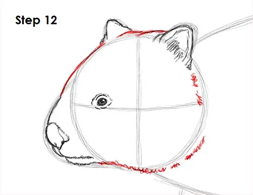 Draw Wombat 12