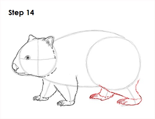 Draw Wombat 14