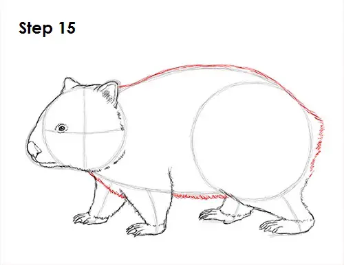 Draw Wombat 15