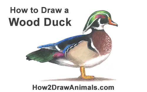 How to Draw a Wood Duck Male Drake Carolina Color