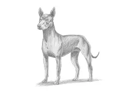 How to Draw a Xolo Xoloitzcuintle Mexican Hairless Dog