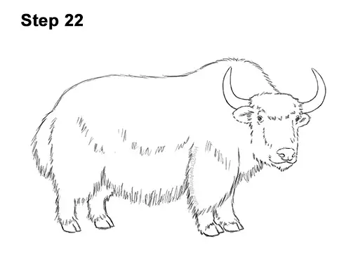 how to draw a yak video step by step pictures how to draw a yak video step by step