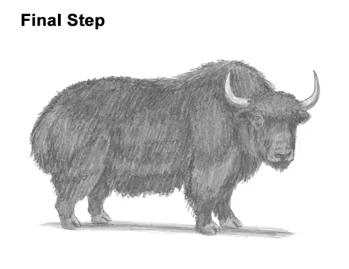 how to draw a yak video step by step pictures how to draw a yak video step by step