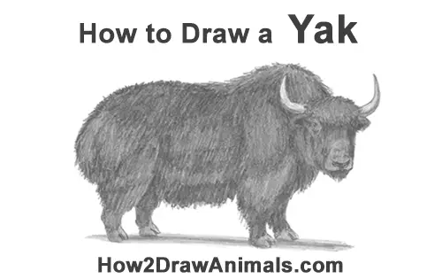 How to Draw a Domestic Himalayan Tibet Yak