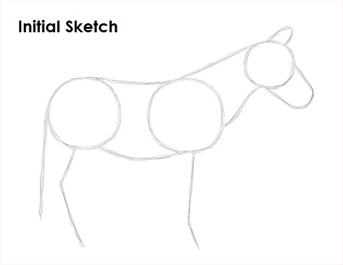 Draw Zebra Sketch