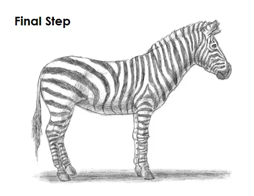 Draw Zebra Final