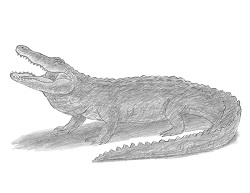 How to Draw an Alligator Side View Open Mouth