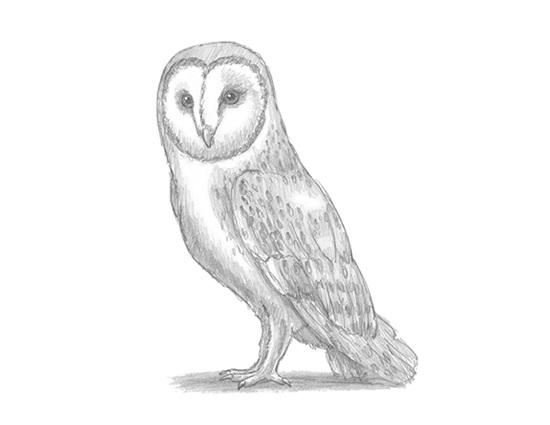 How to Draw a Barn Owl Raptor Bird
