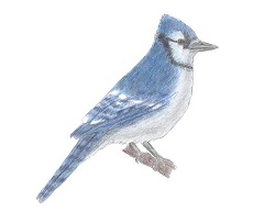 How to Draw a Blue Jay Bird