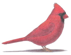 How to Draw a Red Cardinal Bird Male