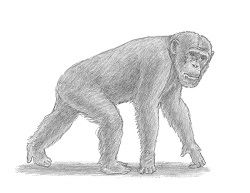 How to Draw a Chimpanzee Chimp Ape Side