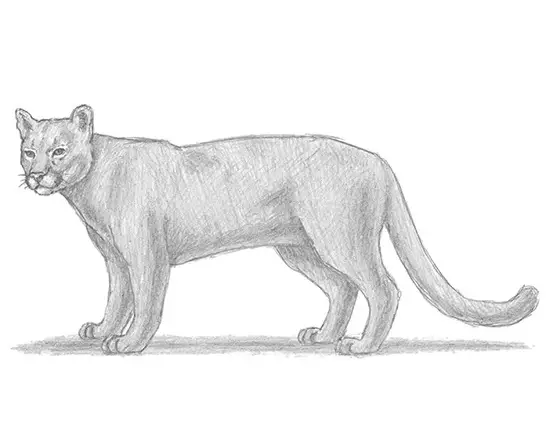 How to Draw a Cougar Mountain Lion Puma Panther