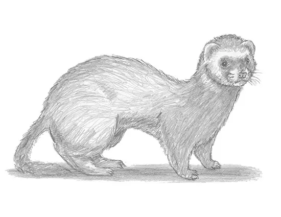 How to Draw a Ferret