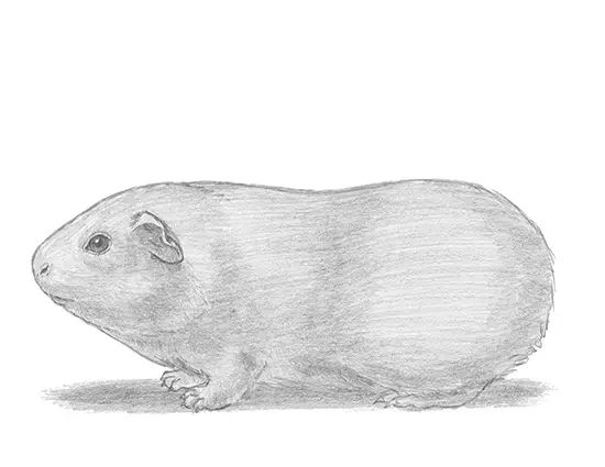 How to Draw a Guinea Pig