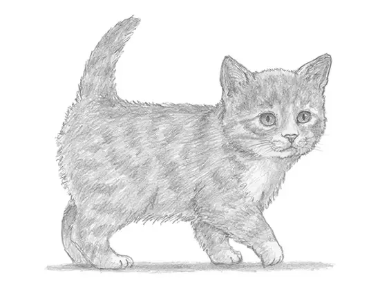 how to draw a realistic kitten step by step