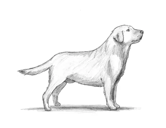 How to Draw a Labrador Retriever Dog full body