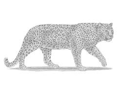 How to Draw a Leopard
