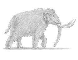 How to Draw a Woolly Mammoth