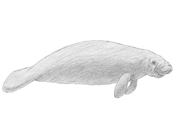 How to Draw a Manatee