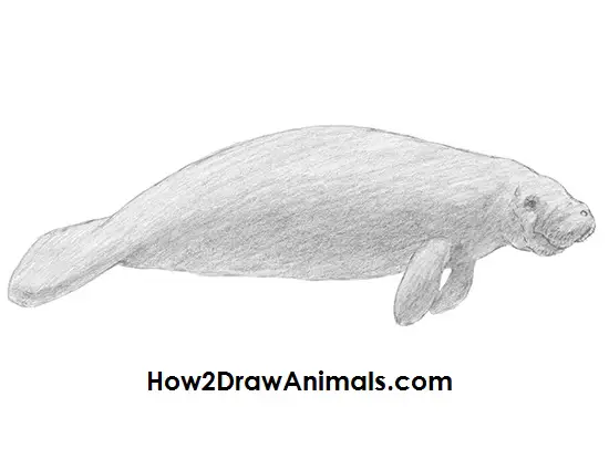 How to Draw a Manatee