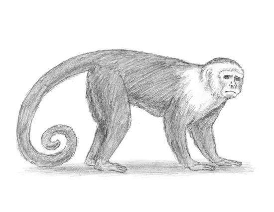 How to Draw a Capuchin Monkey
