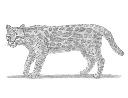 How to Draw an Ocelot