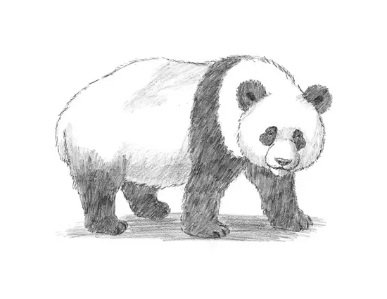 How to Draw a Giant Panda Bear