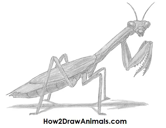 How to Draw a Praying Mantis