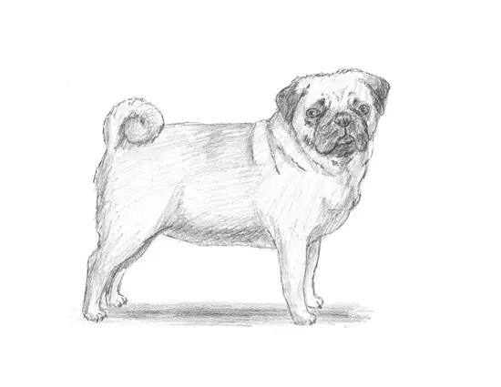 How to Draw a Dog (Pug)