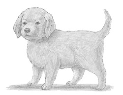 How to Draw a Retriever Puppy Dog