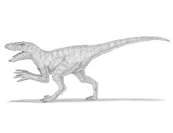 How to draw Velociraptor