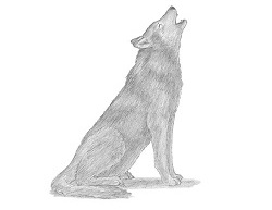 How to Draw a Gray Wolf Howling